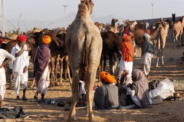 Pushkar Mela, Rajasthan, Hindistan 