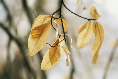 Pale ivory color leaves showing season autumn in Manali Himanchal Pradesh, India  clipart