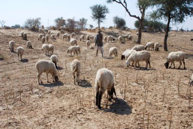 Çoban otlakla meşgul koyunlara bakıyor; Ladin; Rajasthan; Hindistan