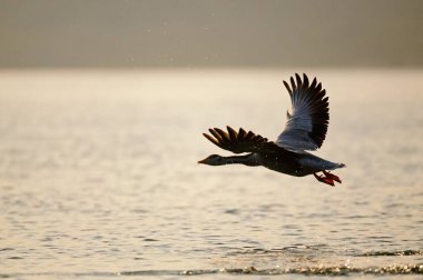 Bar headed goose anser indicus flying over river chambal, Rajasthan, India   clipart