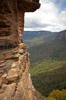 Blue Mountain Avustralya 'daki bitki ve ağaçların manzarası 