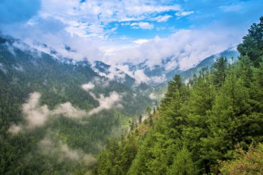 Vadi ve çam ağaçları, Doodhpathri, Budgam, Kashmir, Hindistan, Asya