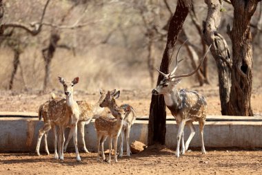 spotted deer, sasan gir, Gujarat, India, Asia clipart