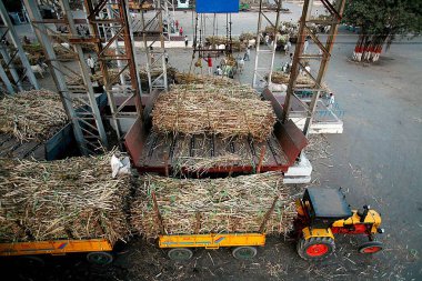 Şeker kamışı yükü tartılırken Hindistan, Maharashtra, Sangli 'deki şeker fabrikasında traktör vagonunda daha çok şeker kamışı vardı.  