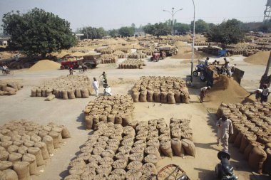 pirinç taneleri hububat mandisine boşaltılıyor, Punjab, Hindistan
