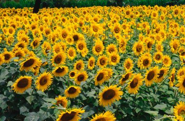 Ayçiçekleri Helianthus Annuus, yaram, Karnataka, Hindistan