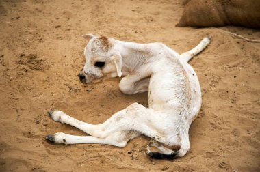 İnek koruması Goshala Pameda Godham Rajasthan