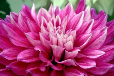 Bahçede pembe çiçekler, Hindistan