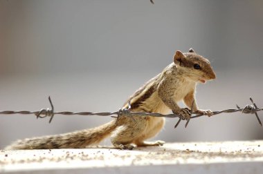 Squirrel seeing (five palm Squirrel Funambulus pennanti) clipart