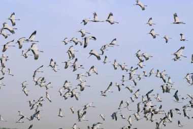 Birds, flock demoiselle cranes grus virgo flying in sky, Khichan, Phalodi, Jodhpur, Rajasthan, India  clipart