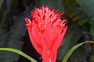 Bizzare çiçeği, Bromeliad çiçeği, yanan meşale, Yaz Meşalesi, kusursuz bitki, Billbergia piramidalis, Thiruvananthapuram, Kerala, Hindistan 