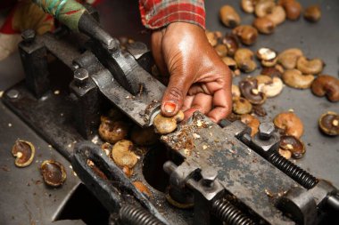 Cutting cashew seeds with help of hand operated mechanical steel device in factory ; Konkan region ; Maharashtra ; India clipart