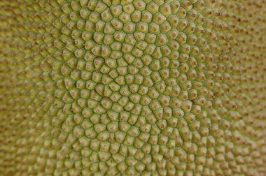 Artocarpus integra. Jackfruit cilt dokusunu kapat 