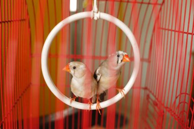 Zebra Finch kuşları kafeste 