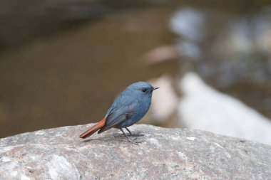 Plumbeous Water Redstart male bird sitting on rock, Uttarakhand, India, Asia  clipart