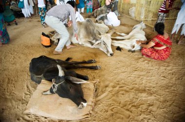 Yaralı inek Goshala Pameda Godham Rajasthan 