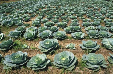 tarlada lahana ekinleri, maharashtra, Hindistan