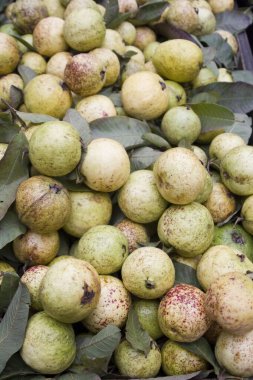 Taze ve olgun guava meyveleri yığını