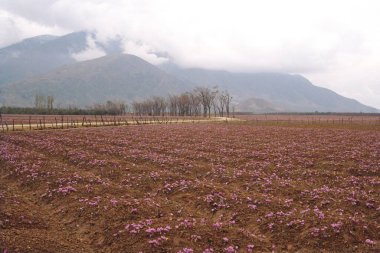 Çiçek açan safran alanı, jammu & kaşmir, Hindistan