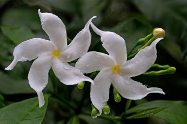 Crape jasmine flowers, Tabernaemontana divaricata, Thiruvananthapuram, Kerala, India  clipart