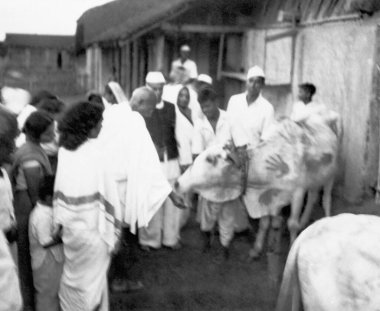 Mahatma Gandhi, surrounded by Sushila Nayar and others, feeding a cow at Sevagram Ashram, 1944    clipart