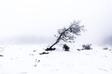 manzara nefis vadi, Sikkim, Hindistan, Asya