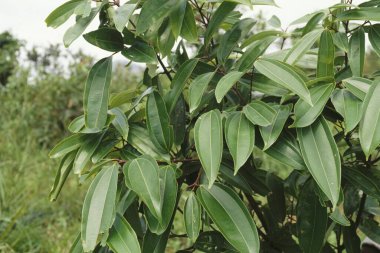 Cinnamomum Tarçın verum yeşil bitki büyüyor 
