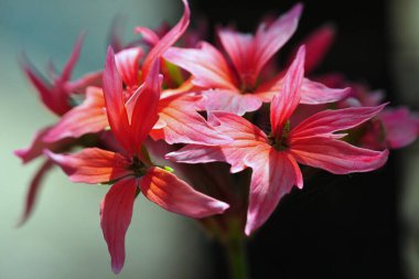 Zonal Geranium Craignano Shimla Himachal Pradesh Hindistan Asya 