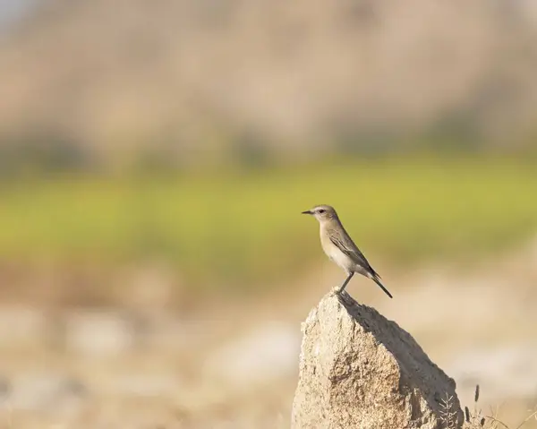 stock image Bird ; Isabelline wheatear ; Oenanthe isabellina bird ; Nimaj ; Rajasthan ; India