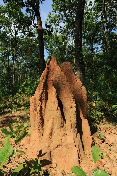 stock image Ant hill formation, kanger valley, national park, bastar, chhattisgarh, india, asia 