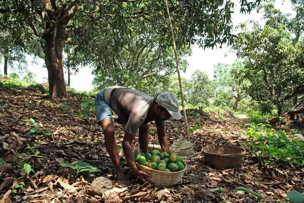 Stock image Worker lifting alphonso mangoes in farm at Velas village Ratnagiri district, Maharashtra, India 26-April-2009 