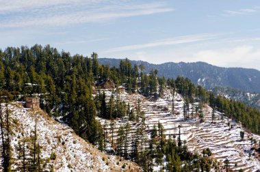 Himachal Pradesh Hindistan Asya 'da, Shimla' daki dağda kar. 