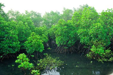 Mangrove sindhudurga Maharashtra Hindistan Asya 