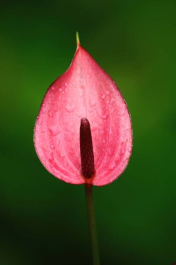 Pembe anthurium çiçekleri, araku, andhra pradesh, Hindistan, Asya