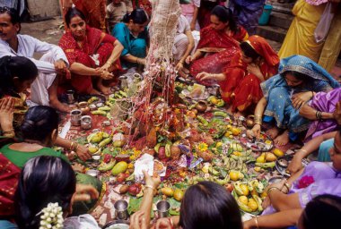 Women Worshiping of Sacred Vat or banyan Tree on Vat Savitri or Vat Purnima Festival, bombay mumbai, maharashtra, india  clipart