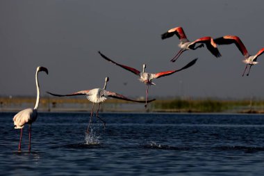 greater flamingo, nalsarovar, Gujarat, India, Asia  clipart