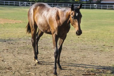 Poonawalla damızlık çiftliği, pune, maharashtra, Hindistan, Asya
