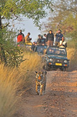Tiger Panthera Tigris Tigris, Ranthambore Ulusal Parkı, Rajasthan, Hindistan