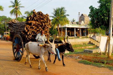 Hindistan cevizi ağaçları taşıyan öküz arabası kurumuş yapraklar, Pudukottai, Tamil Nadu, Hindistan 