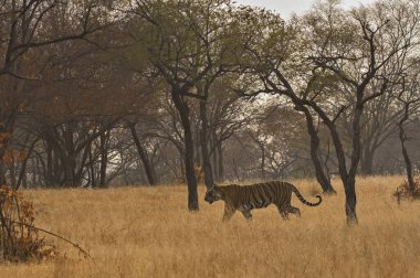 Ranthambhore Ulusal Parkı, Rajasthan, Hindistan, Asya 'da kaplan 