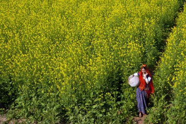 Rajasthani köyündeki kadın hardal tarlasında su kabı taşıyor Jodhpur Rajasthan Hindistan 