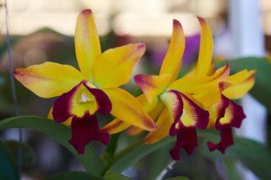 doğal orkide çiçekleri