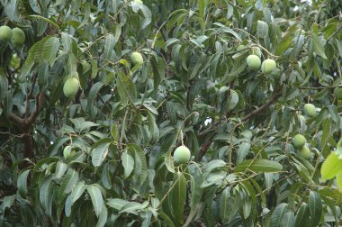 Ağaçta asılı mangolar, yakın çekim manzarası