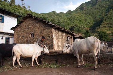 Himalaya 'nın Gadhwal bölgesindeki kulübesinin dışında inek besleyen adam vadideki kulübede iki inek, Raouto, Ki Beli, Thatur, Uttranchal, Hindistan 
