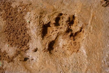 Çamurdaki pug paw izini kapat.