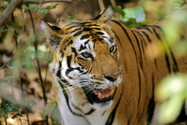 Kaplan Oturma (Panthera tigris), Kanha Ulusal Parkı, Madhya Pradesh, Hindistan 