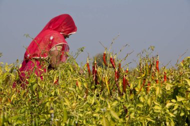 Jodhpur Rajasthan Hindistan 'da kırmızı biber tarlasında çalışan bir kadın.  