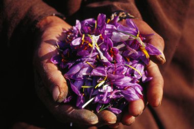 Elinde safran çiçekleri, Srinagar, jammu Kaşmir, Hindistan, Asya 