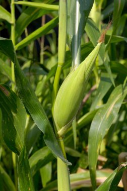 Pune yakınlarındaki Ralegan Siddhi 'de büyüyen mısır; Maharashtra; Hindistan