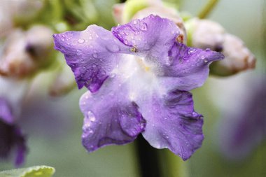 Violet color wild Karvi, Borivali National Park, Bombay Mumbai, Maharashtra, Hindistan